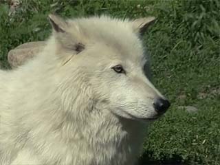  明尼蘇達州:  伊利:  美国:  
 
 International Wolf Center